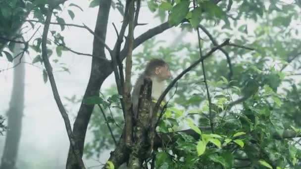Şirin Maymun Ağaçta Oturuyor Etrafına Bakıyor Hindistan — Stok video