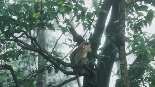 Macaco Jovem Sentado Uma Árvore Olhando Redor Índia — Vídeo de Stock