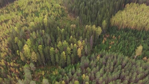 Sonbahar Renkli Bir Boreal Ormanın Insansız Hava Aracı Çekimi — Stok video