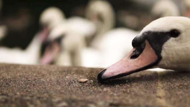 Movimento Lento Cisne Comendo Windsor — Vídeo de Stock