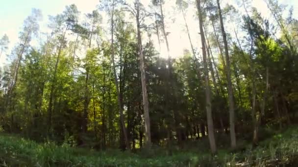 Forrest Alberi Vista Aerea Filmato — Video Stock