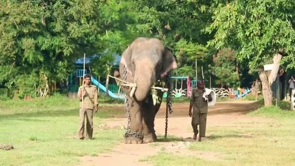 Wild Indian Elephant Walking Guardian Mahout Elephant Tied Chain Slow — Stock Video