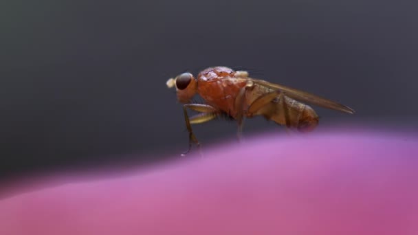 Makroaufnahme Einer Winzigen Durchsichtigen Fliege Die Beine Einem Rosa Pilz — Stockvideo