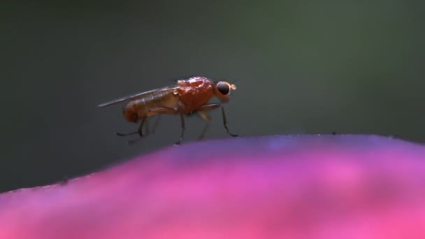 Macro Vídeo Uma Mosca Muito Pequena Esfregando Pernas Traseiras Cogumelo — Vídeo de Stock