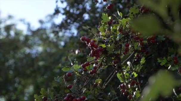 Yavaşça Çekilen Yapraklar Küçük Kırmızı Meyveler Güneş Işığıyla Parıldıyor — Stok video