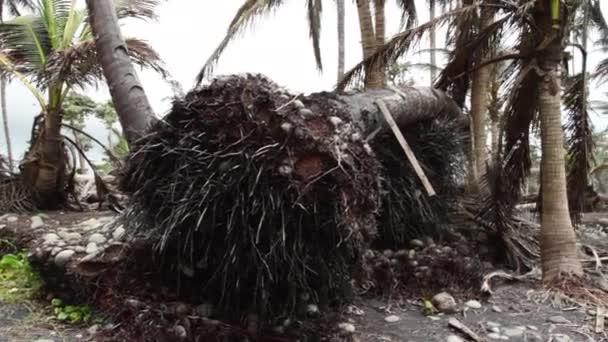 Svalené Palmy Pláži Zničené Hurikánem Karibiku — Stock video