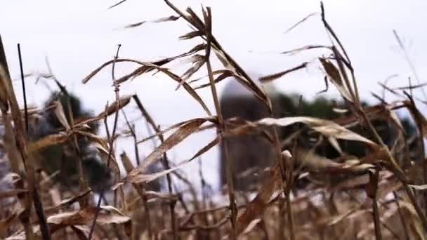 Hasattan Önce Mısır Sapları Arka Planda Tahıl Ambarı — Stok video