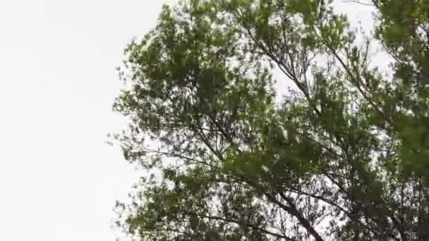 Sonbaharda Rüzgarda Sallanan Ağaç Dalları — Stok video