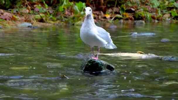 Gaviota Mar Mirando Salmón Río — Vídeo de stock