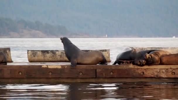 Sea Lions Moving Dock Mountains Background — Vídeo de stock