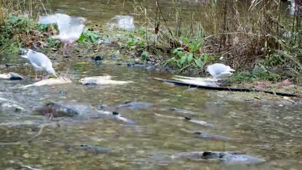 Sea Gulls Eating Dead Salmon River Live Salmon Moving Background — стоковое видео