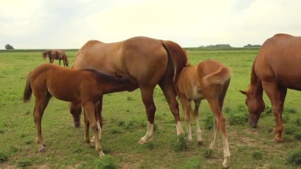 Mare Nurses Her Young Colt Field Sunset — Stockvideo
