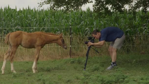Scenes Young Colt Being Filmed Videographer Field — Stock Video