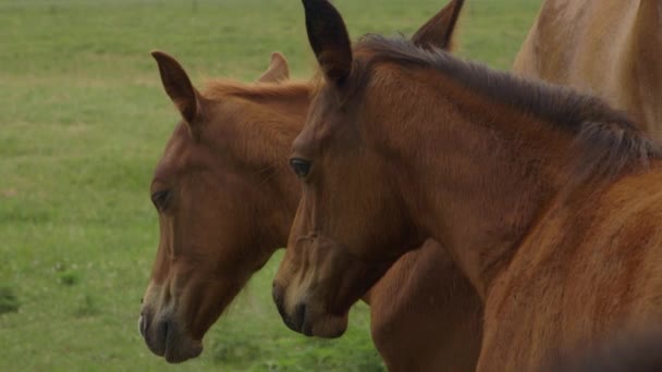 Closeup Two Beautiful Horses Field — Vídeo de stock