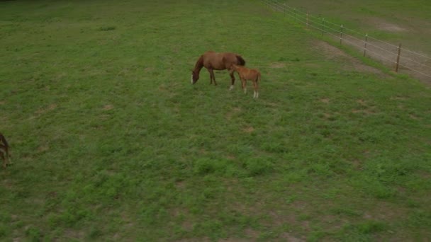 Tracking Shot Von Schönen Stuten Und Hengstfohlen Die Über Ein — Stockvideo