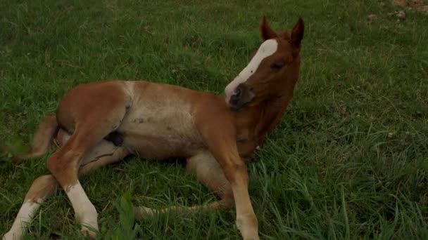 Hermoso Potro Joven Descansando Hierba Levanta Camina Hacia Madre — Vídeos de Stock