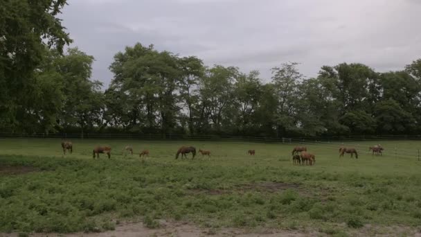 Wide Landscape Mares Colts Grazing Field Horse Ranch — Stock Video