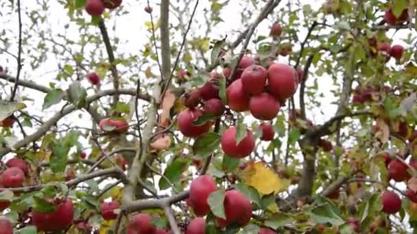 Oddziały Czerwonymi Jabłkami Sezon Jesienny — Wideo stockowe