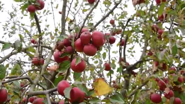 Rode Appels Appelboom Tak — Stockvideo