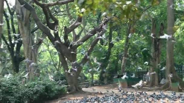 Flock Pigeons Flying Green City Park Super Slow Motion — Stock Video