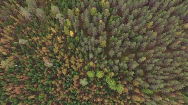 Drone Shot Autumn Colored Boreal Forest Finland — Stockvideo