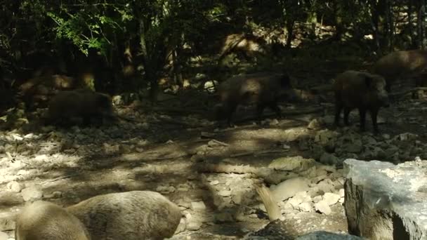 Varrascos Selvagens Uma Floresta Região Ardenas Belgas Alimentando Ramos Verdes — Vídeo de Stock