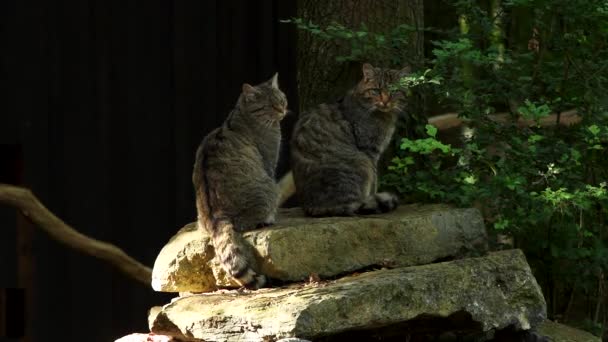 Wilde Katten Een Belgisch Bos Ardennen Paar Wilde Katten Bij — Stockvideo