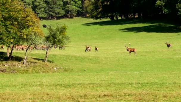 Ciervos Período Apareamiento Las Ardenas Belgas Ciervo Con Hembras Naturaleza — Vídeos de Stock