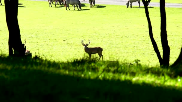 Szarvas Párzási Időszakban Belgiumi Ardennes Ben Szarvas Nőstényekkel Vadonban Rutin — Stock videók