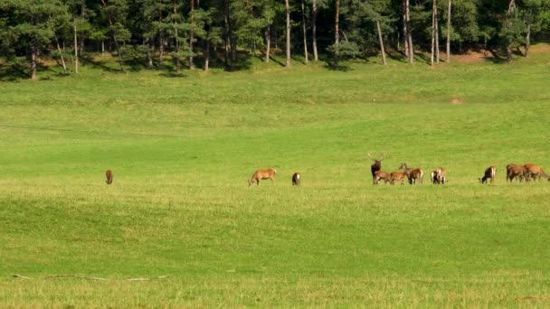 Herten Paarperiode Belgische Ardennen Herten Met Wijfjes Het Wild Ruttende — Stockvideo