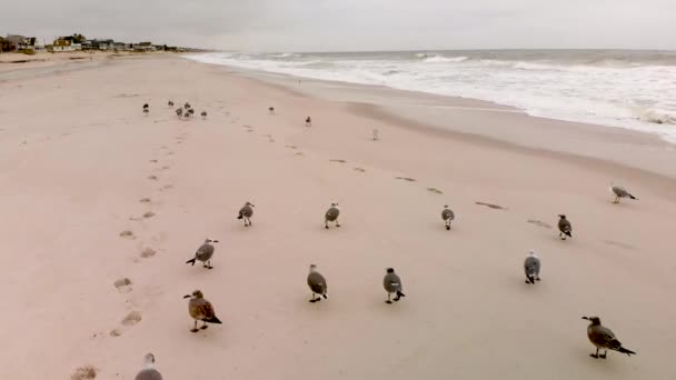 Movendo Através Bando Gaivotas Descansando Uma Praia — Vídeo de Stock