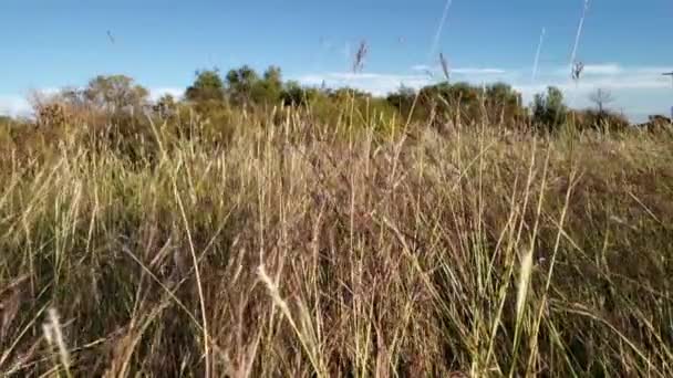 Beautiful Texas Landscape Scenery Slow Motion Blowing Native Grass Texas — Stock Video