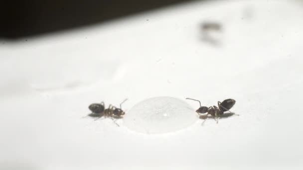 Mieren Drinken Uit Een Druppel Close Beelden — Stockvideo