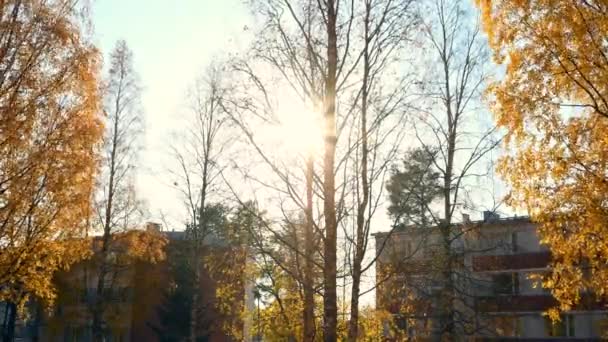 Vidéo Timelapse Bouleaux Balançant Laissant Tomber Des Feuilles Milieu Urbain — Video