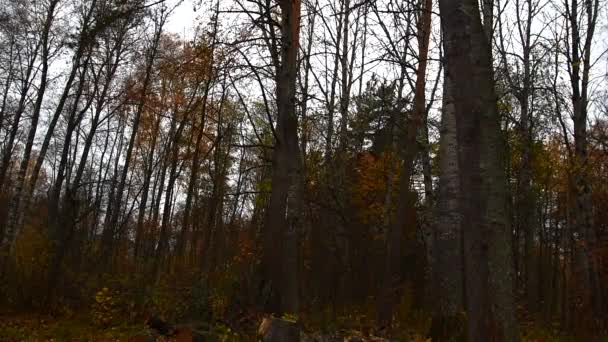 Vídeo Câmera Lenta Folhas Caindo Uma Floresta Escura Finlândia — Vídeo de Stock
