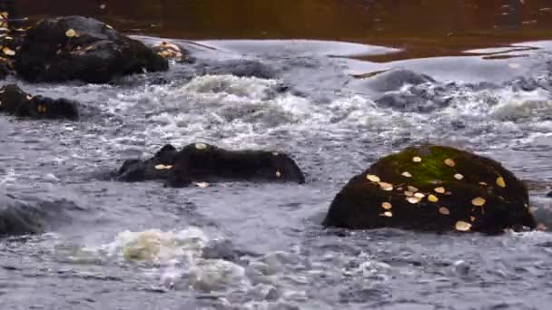 Tripé Tiro Algumas Rochas Rio Com Folhas Caídas Sobre Eles — Vídeo de Stock