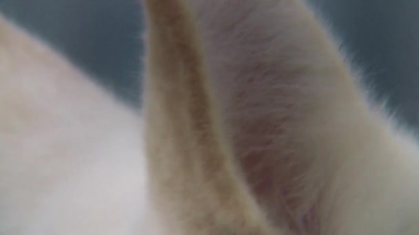 Білий Собака Вуха Впритул — стокове відео