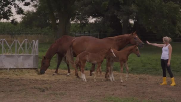 Woman Horses Ranch Pets Colt — Vídeos de Stock