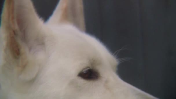 Close White Adult Dogs Face — Vídeo de stock
