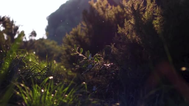 Slow Motion Shot Forest Flies Flares — Stock video