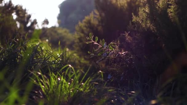 Slow Motion Shot Forest Flies Flares — Stockvideo