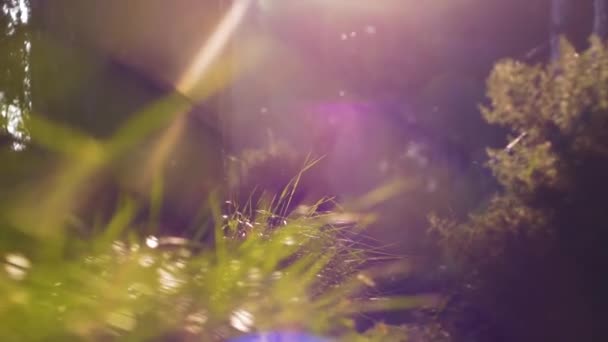 Slow Motion Shot Forest Flies Flares — Video Stock