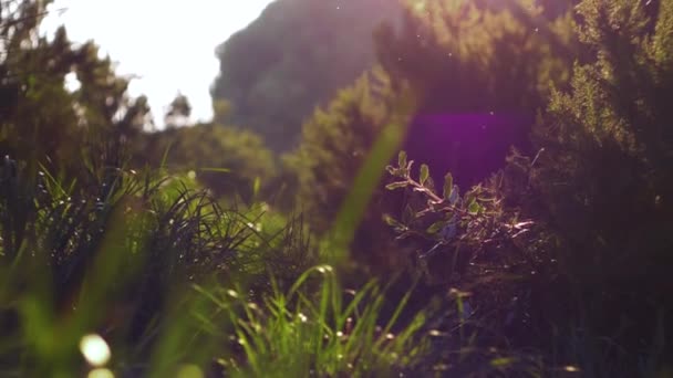 Slow Motion Shot Forest Flies Flares — Stockvideo