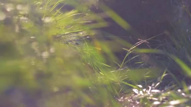 Slow Motion Shot Forest Flies Flares — Αρχείο Βίντεο