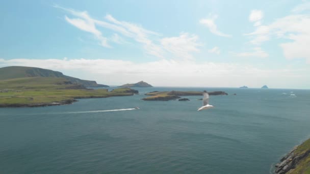 Brief Slow Motion Clip Seagull Enjoying Updraughts Blowing Ashore Valentia — Stockvideo
