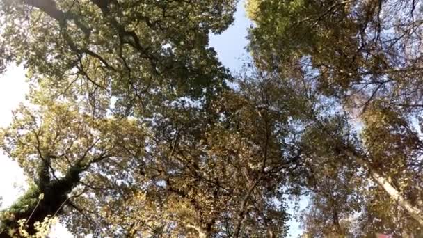Rotating Shot Looking Tree Canopy — Vídeo de Stock