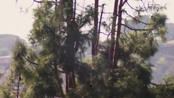 Arborist Performs Tree Surgery Pruning Chainsaw Hanging Harness Ropes Jumping — Video