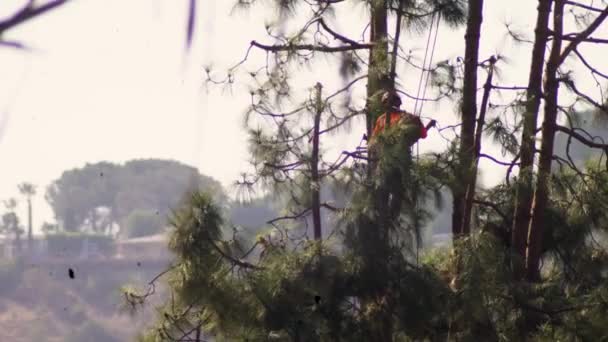 Arborist Performs Tree Surgery Pruning Chainsaw Hanging Harness Ropes Jumping — Vídeo de stock