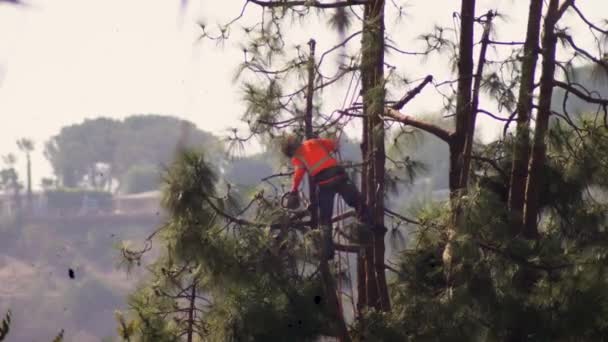 Arborist Performs Tree Surgery Pruning Chainsaw Hanging Harness Ropes Jumping — Vídeo de stock