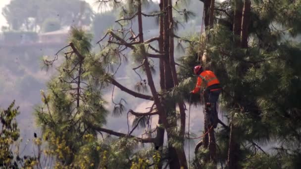 Arborist Performs Tree Surgery Pruning Chainsaw Hanging Harness Ropes Jumping — Stockvideo